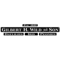 Gilbert H Wild